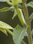 Common evening-primrose